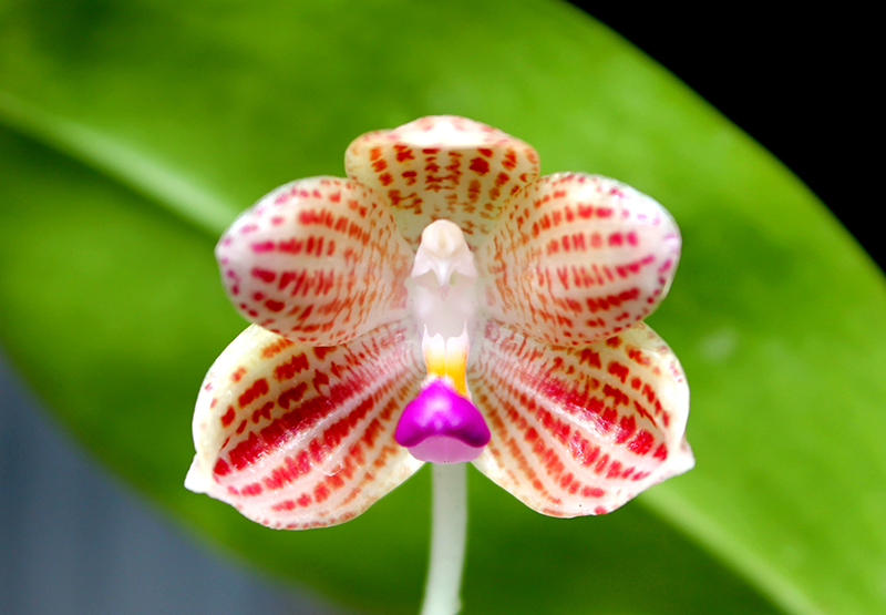 Phalaenopsis javanica.jpg