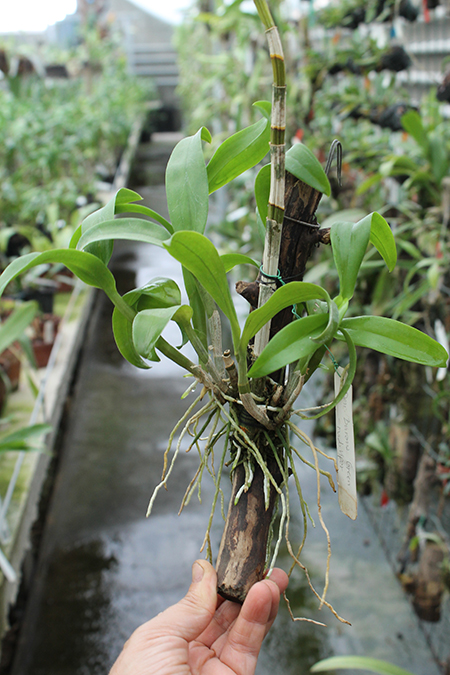 Dendrobium Burana Green - Mad Vipar.jpg