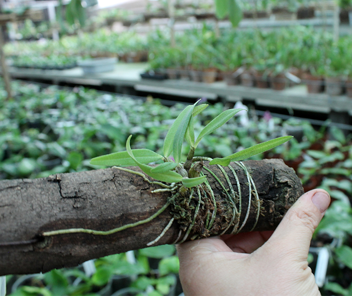 Dendrobium christyanum.jpg