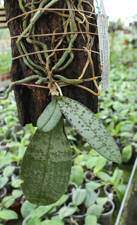 Phalaenopsis stuartiana x lindenii.jpg