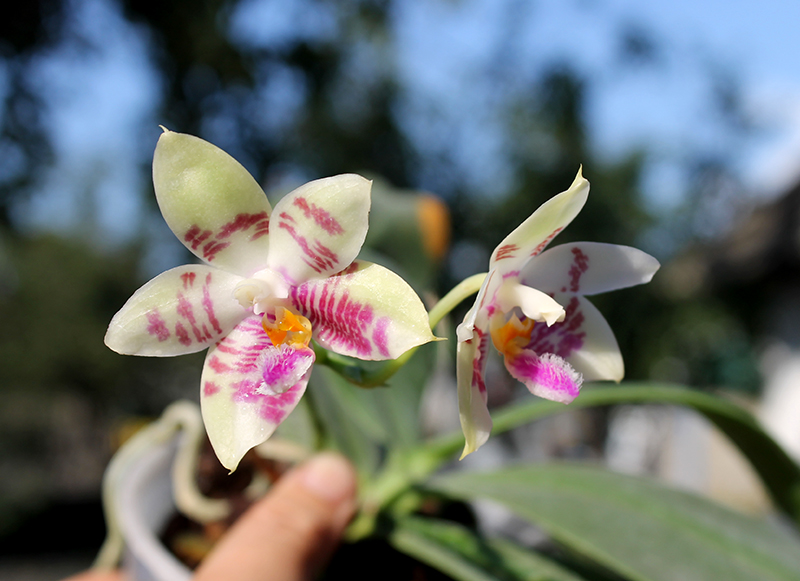 Phalaenopsis ((Hos Kungfong Glory x (violacea -rofino) x Tsays (violacea -rofino) x Tsays Evergreen ) x Dragon Tree Eagle) x tetraspis c-1.jpg