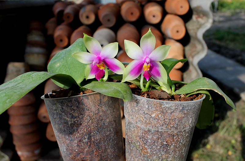 Phalaenopsis bellina AL.jpg