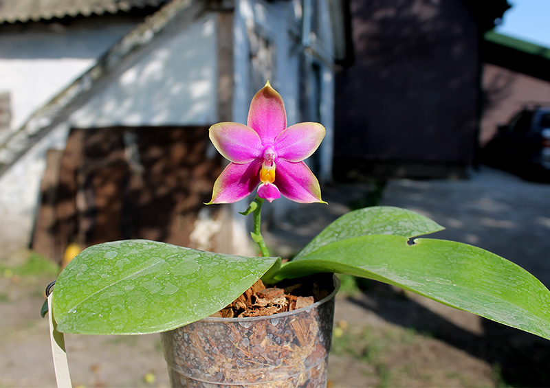 Phalaenopsis LD's Bear Queen x violacea blue.jpg