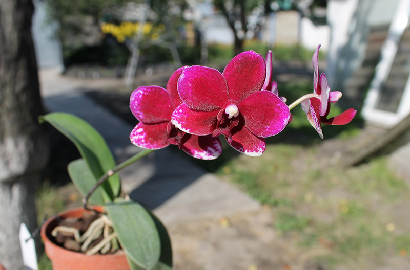 Doritaenopsis Taisuco Micky.jpg