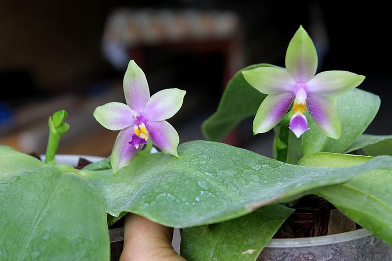 Phalaenopsis LDs Bear Queen x violacea blue 'Big'.jpg