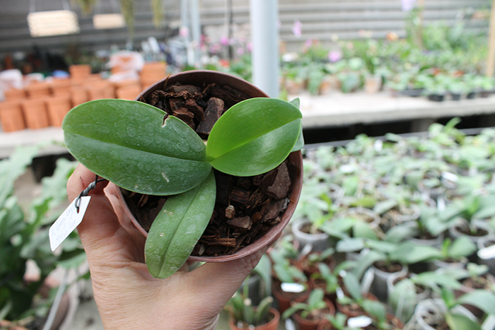 Phalaenopsis Al Green Eagle x Mituo Sun.jpg