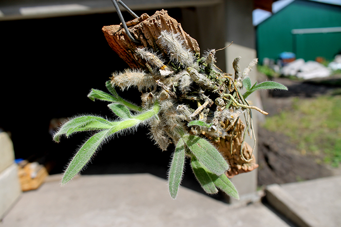 Dendrobium senile.jpg