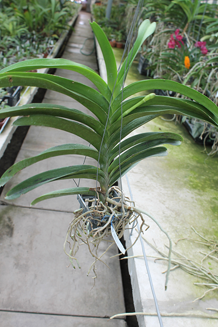 Vanda Chulee x Pak Chong Blue.jpg