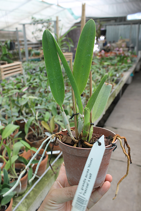 Laelia grandis aurea 'Monte Pascoal' x self.jpg