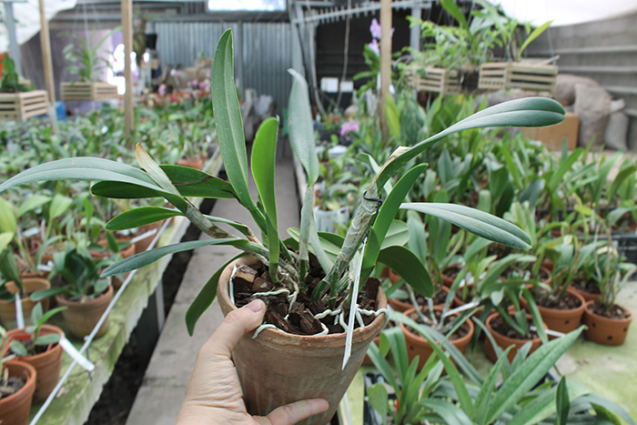 Rhyncholaeliocattleya King Harold x intermedia.jpg