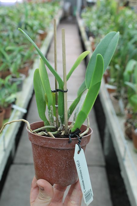 Cattleya mossiae concolor x SELF.jpg