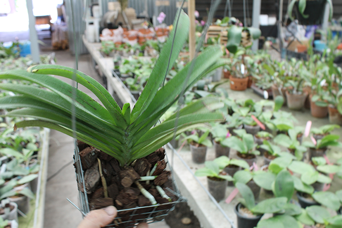 Rhynchorides Bangkok Sunset.jpg