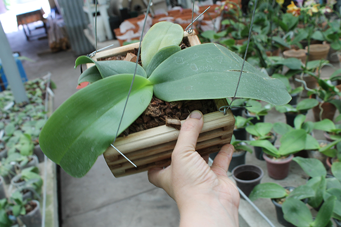 Phalaenopsis Mok Choi Yew Indigo.jpg