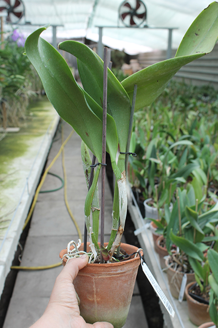 Brassolaeliocattleya Pamela Finney 'All Victory'.jpg