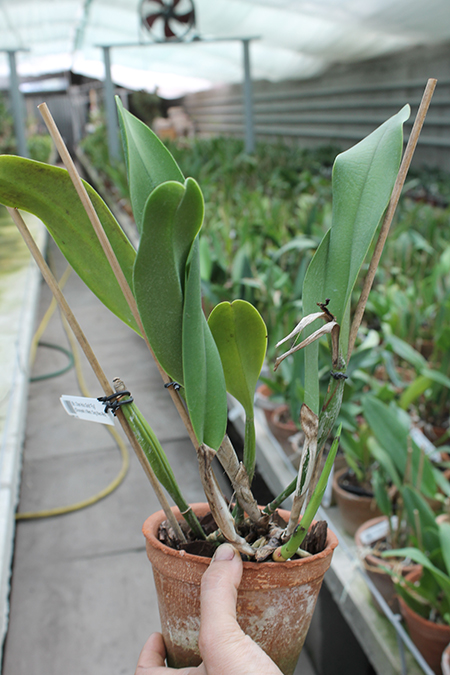 Brassolaeliocattleya Chan Hsiu Gold 'Fuji'.jpg