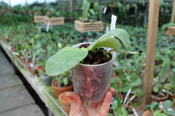 Phalaenopsis javanica.jpg