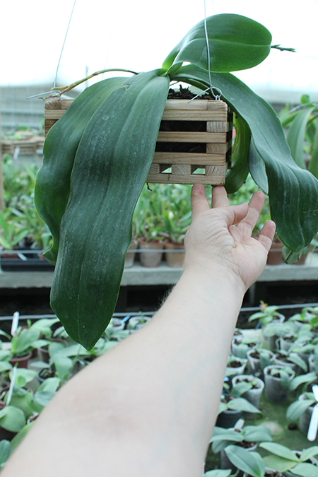 Phalaenopsis David Lim.jpg