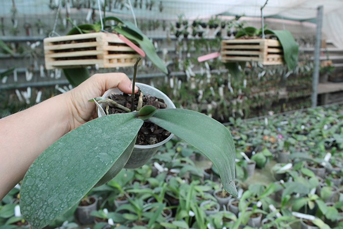 Phalaenopsis sanderiana.jpg