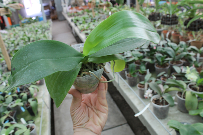 Phalaenopsis Mituo Cake 'M#1' x venosa 'TGDT'.jpg