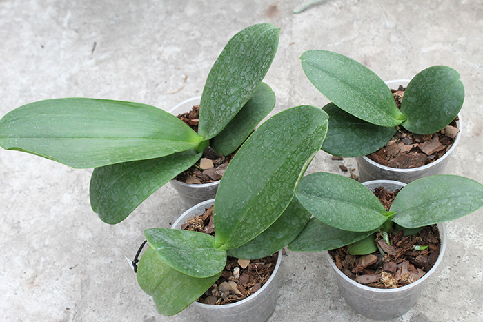 Phalaenopsis Ching Her Buddha x Mituo Sun.jpg