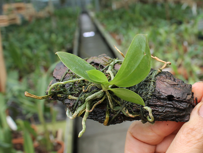 Phalaenopsis zebrina.jpg