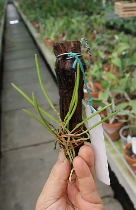 Dendrobium striolatum.jpg