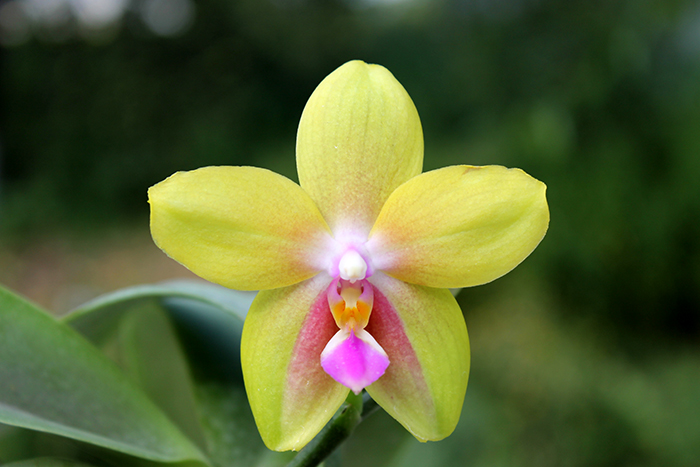 Phalaenopsis Lioulin Moon x bellina blue.jpg