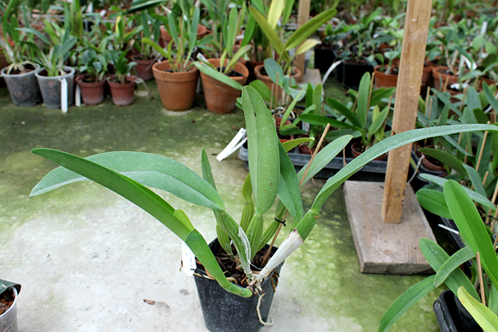 Cattleya labiata alba 'Otima' XXX x Cattleya labiata roxo bispo 'Urbano'.jpg