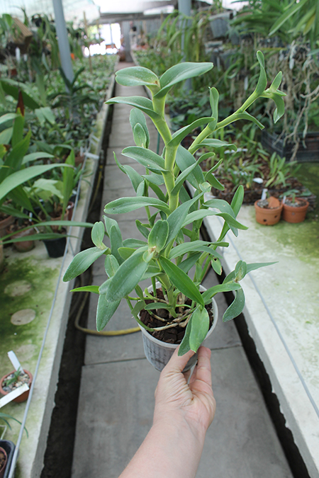 Epidendrum difforme white.jpg