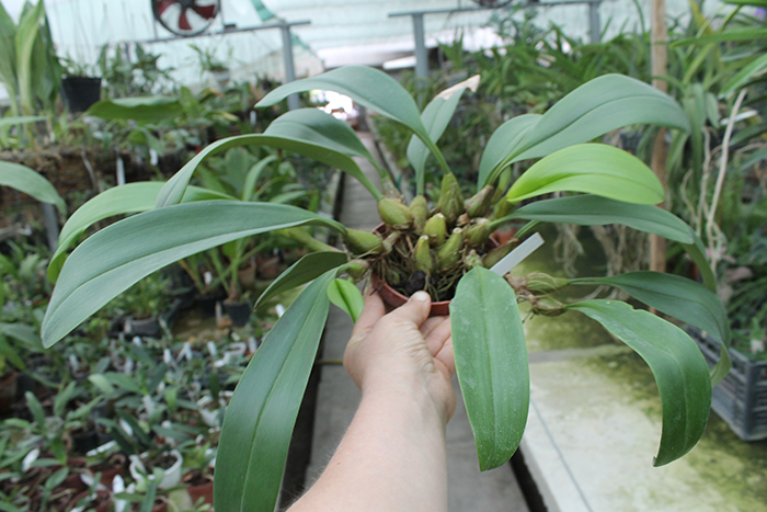 Bulbophyllum dearei x lobbii.jpg