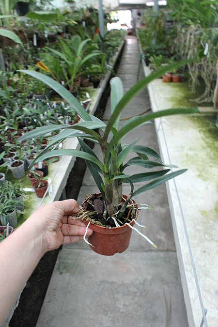 Epidendrum floribundum.jpg