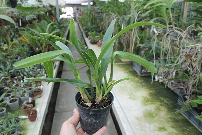 Epidendrum brassavolae.jpg