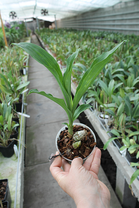 Catasetum Penang Jumbo Sweet Heart.jpg