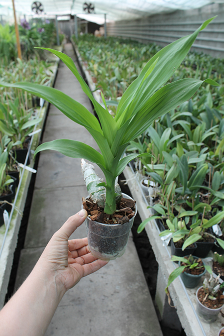 Cycnodes Taiwan Gold 'GC'.jpg