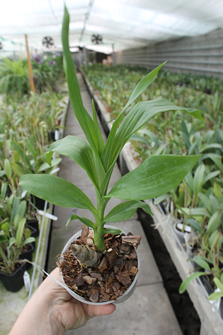 Cycnodes Wine Delight 'J E M'.jpg