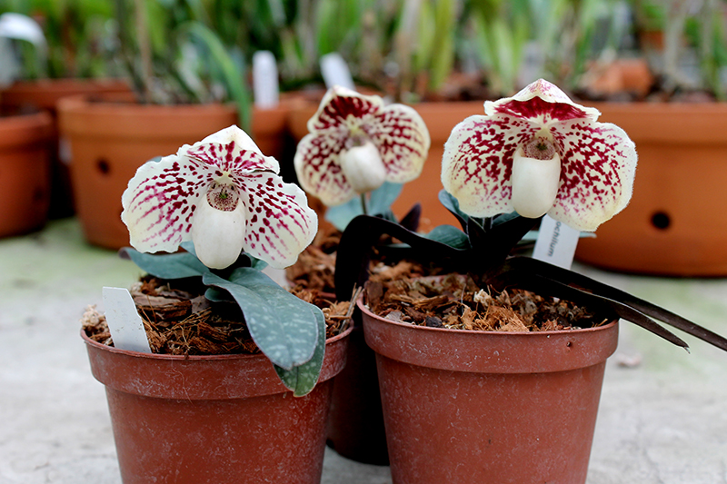 Paphiopedilum leucochilum.jpg