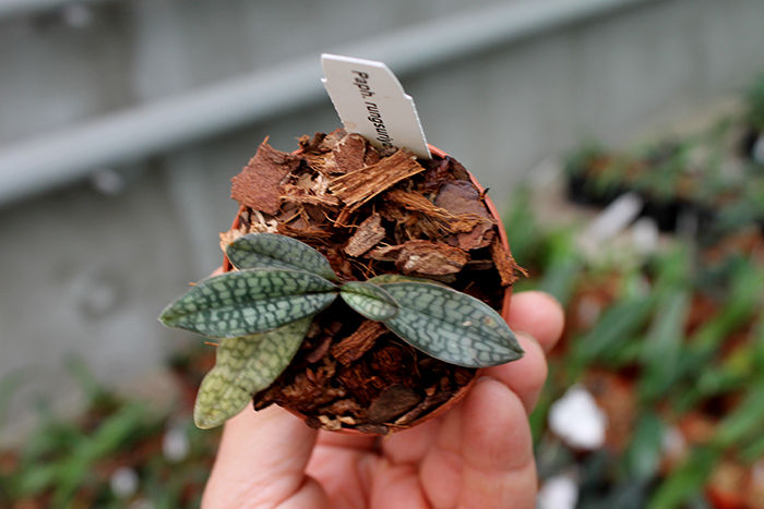 Paphiopedilum rungsuriyanum.jpg