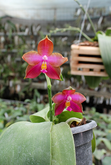 Phalaenopsis I-Hsin George - bellina x Dragon Tree Eagle.jpg