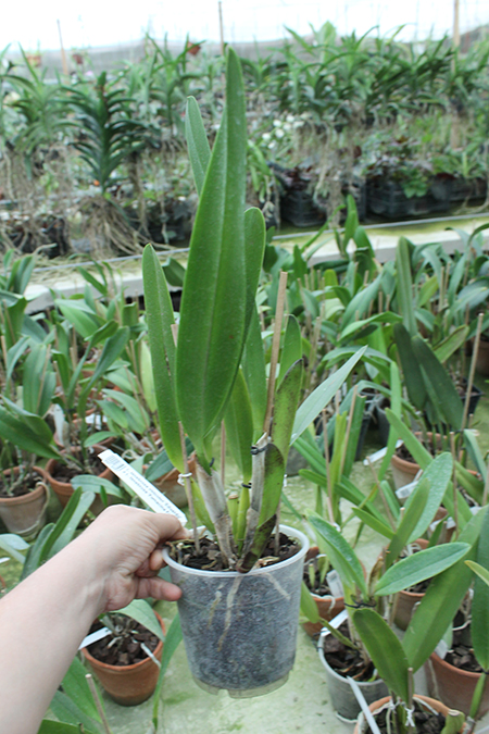 Laelia tenebrosa vinicolor 'Eduardo' x Laelia tenebrosa 'Fumacina Fujita'.jpg