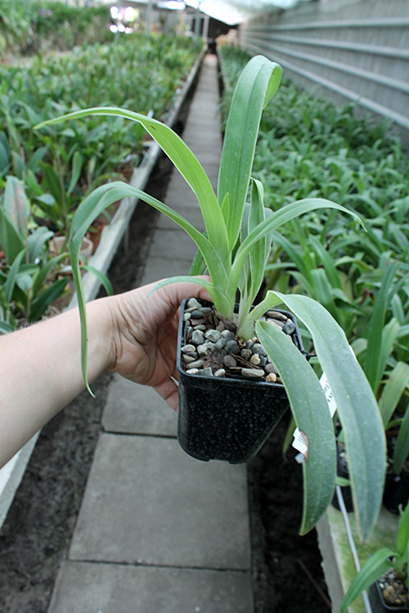 Phragmipedium Memory Dick Clements (besseae x sargentianum).jpg
