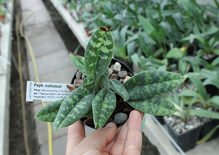 Paphiopedilum sukhakulii.jpg