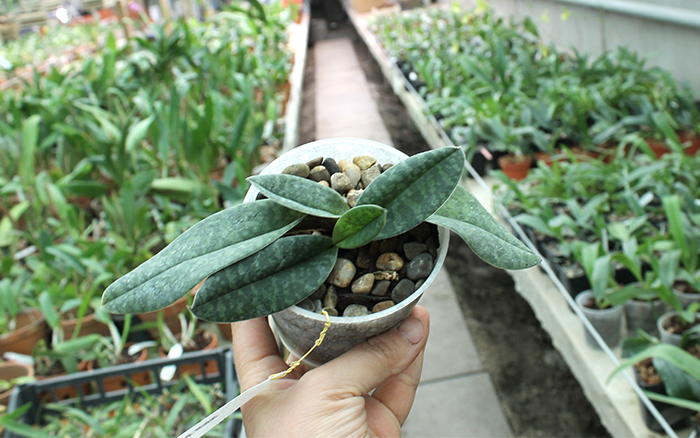 Paphiopedilum venustum.jpg