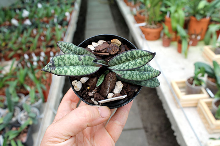 Paphiopedilum delenatii fma vinicolor.jpg