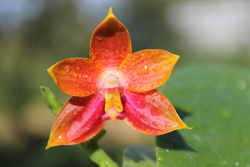 Phalaenopsis Mituo Coral Mambonosa x LD's bear Queen.jpg
