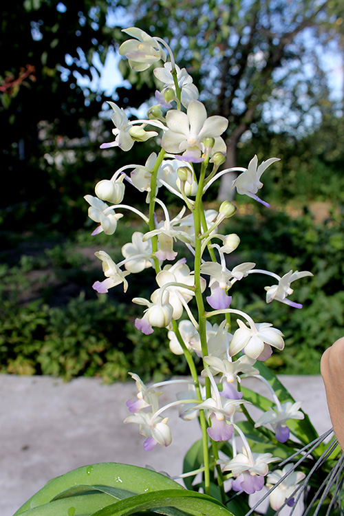 Vanda denisoniana x Rhynchostylis coelestis.jpg