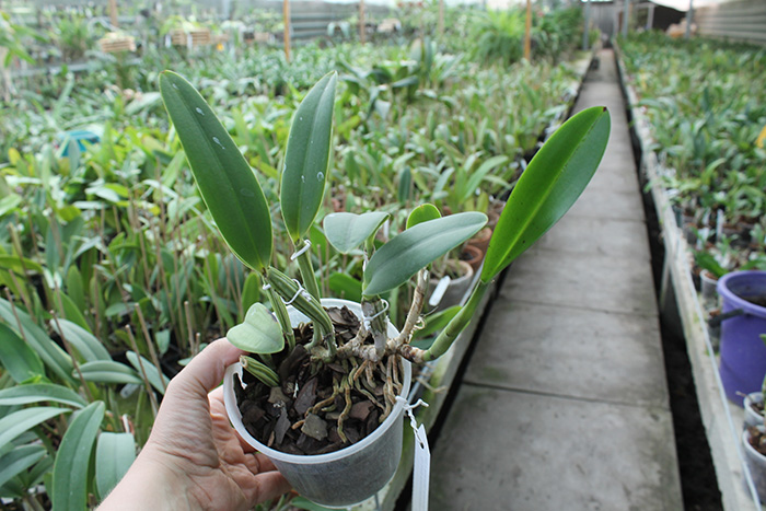 Cattleya lueddemanniana (Morena x OK-2) 'N 1' x lueddemanniana dark lip splash.jpg