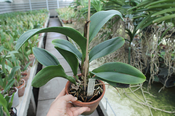 Brassolaeliocattleya Haadyai Delight 'Bangprom Gold'.jpg