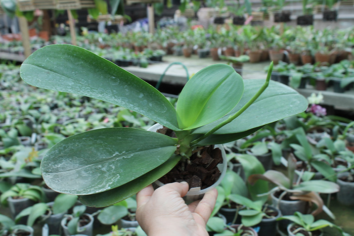 Phalaenopsis Sogo Relex 'F-1661'.jpg