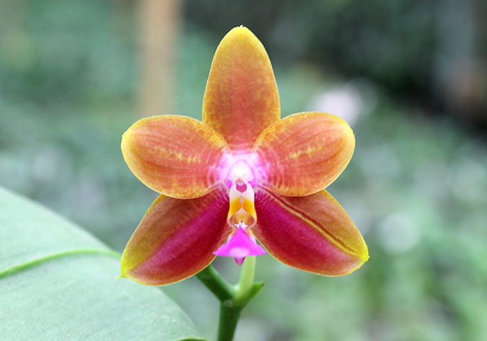 Phalaenopsis Mituo Coral Mambonosa x LD's bear Queen.jpg