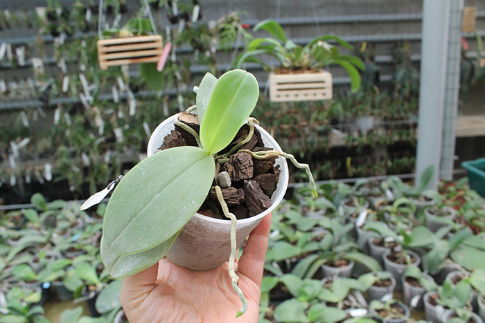 Phalaenopsis bellina 'blue'.jpg